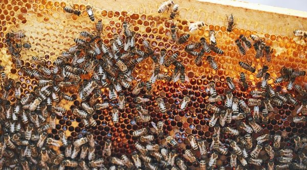 Urban beekeeping: making honey in your backyard
