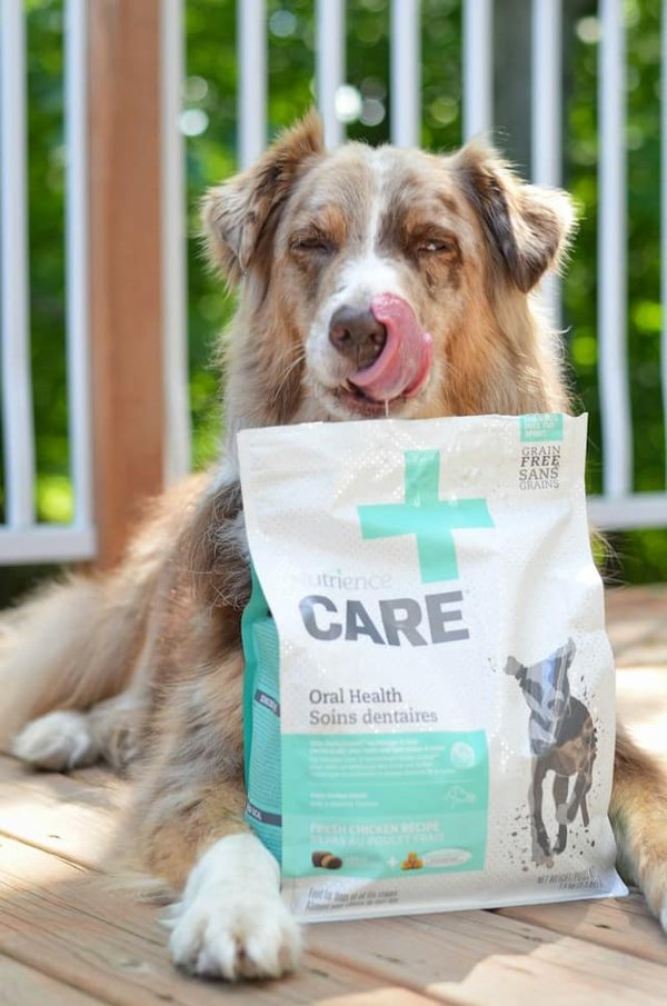 Dog breeds suitable for city living